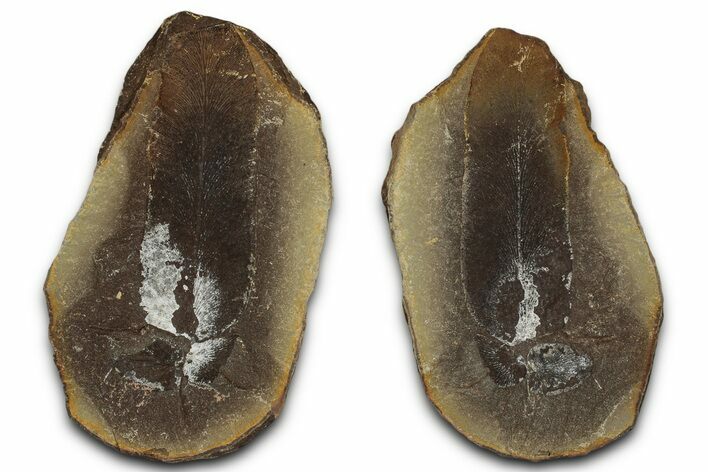 Macroneuropteris Fern Fossil Pos/Neg - Mazon Creek #331691